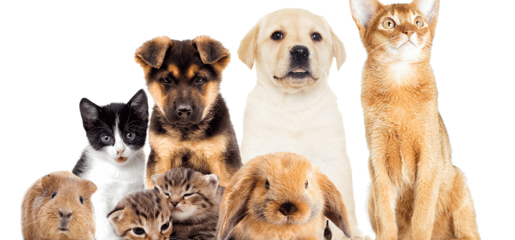 Why You Need to Avoid Original Packaging for Pet Food Storage