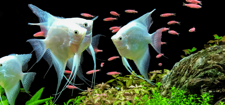 Why You Need Tropical Fish Food Flakes