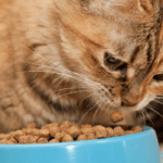 Cat Food Storage Containers