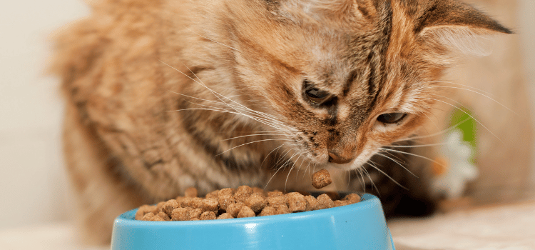 Cat Food Storage Containers